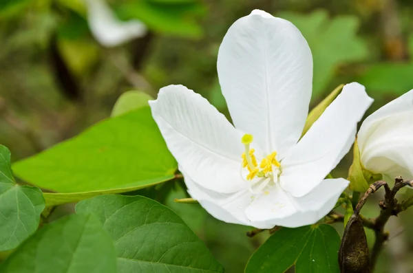 Schneebedeckte Orchideenblume (bauhinia acuminata) ) — Stockfoto