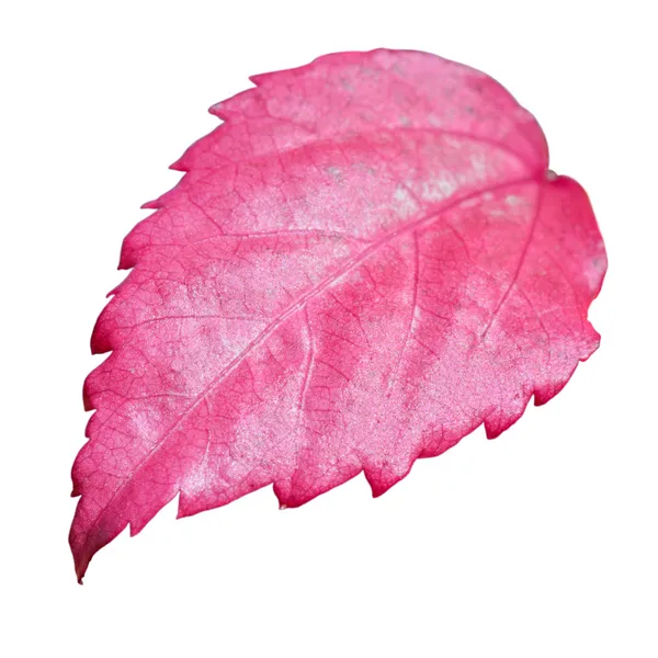 Pink leaf of the Hibiscus isolated on white — Stock Photo, Image