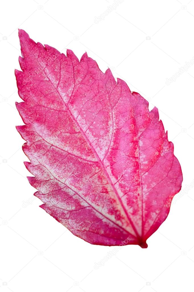 Pink leaf of the Hibiscus isolated on white