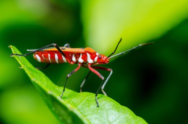 Red Cotton Bug (Dysdercus cingulatus) clipart