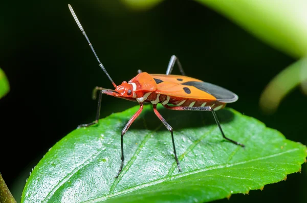 Красный хлопковый жук (Dysdercus cingulatus) ) — стоковое фото