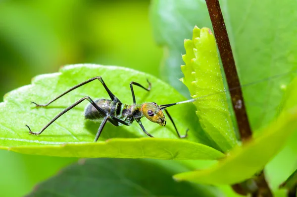 Ant-mimic Cricket — Stock Photo, Image