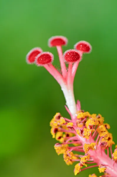 Carpelle rouge des fleurs d'Hibiscus — Photo