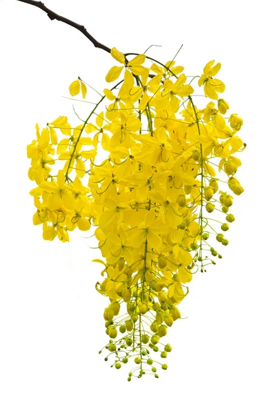 Reinigung von Cassia oder Ratchaphruek Blüten isoliert auf weiß — Stockfoto