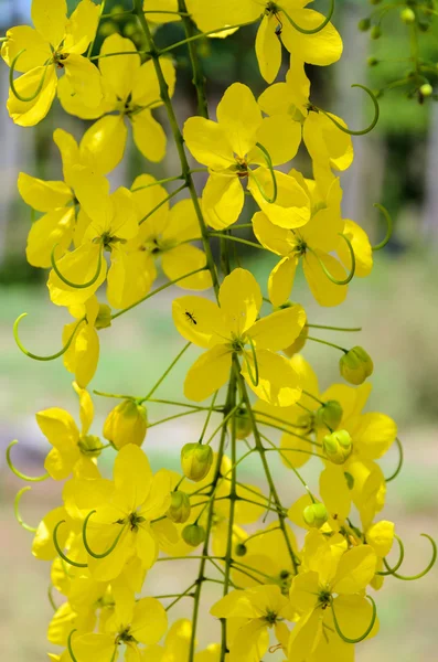 Purging Cassia eller Ratchaphruek blommor (Cassis fistel ) — Stockfoto