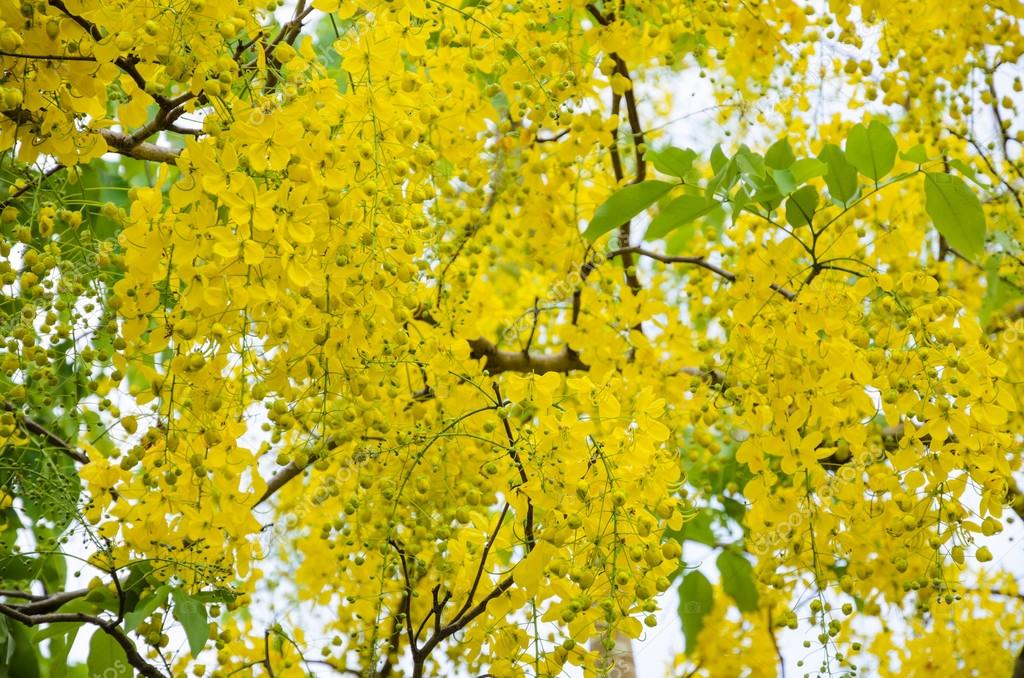 träd med gula blommor träd med gula blommor
