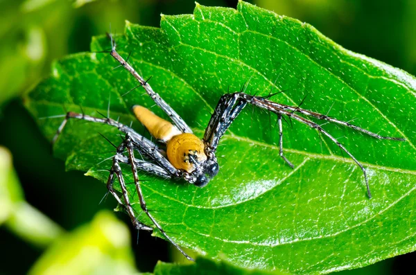 Yellow Lynx Spider  ( Oxyopes Quadrifasciatus ) — Zdjęcie stockowe