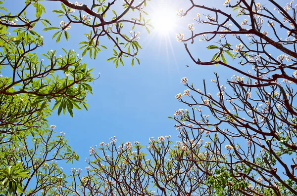 Frangipani ( Plumeria ) Sun and trees are blossom — Stock Photo, Image