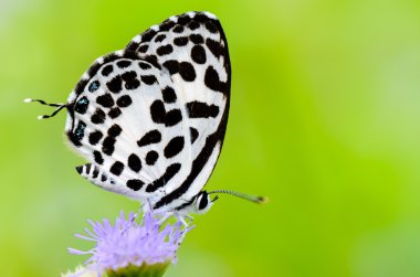 Küçük beyaz kelebekleri kapatın ( Common Pierrot )