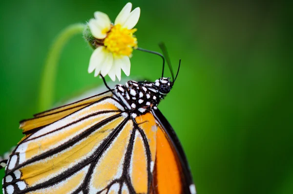 Закрыть Common Tiger или Danaus genutia butterfly — стоковое фото