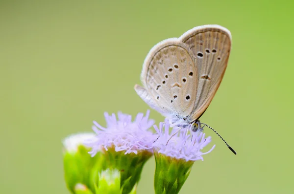 Zbliżenie mały brązowy motyl (Tiny Grass Blue ) — Zdjęcie stockowe