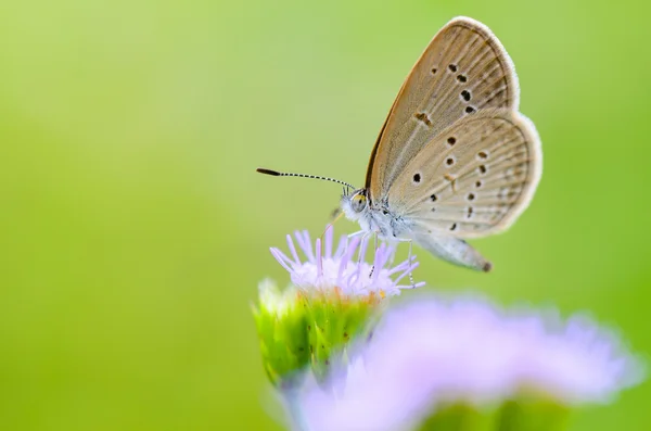 Zbliżenie mały brązowy motyl (Tiny Grass Blue ) — Zdjęcie stockowe