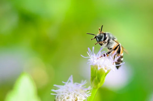 Small bees are clean legs and mouth — Stock Photo, Image
