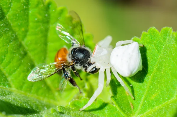 蜂を食べる白カニグモ — ストック写真