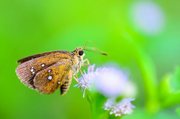 Каштан Боб или ламбрикс сальсала, закрыть маленькие коричневые бабочки — стоковое фото