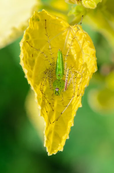 Ryś zielony pająk jest widoczny jasny zielony pająk na — Zdjęcie stockowe