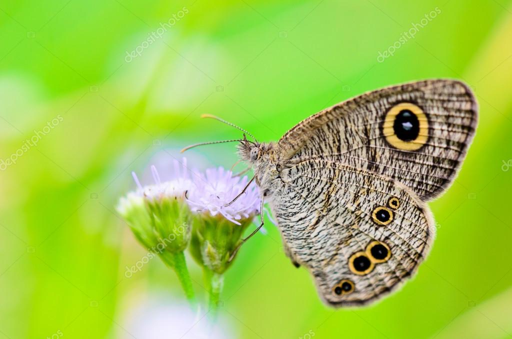Close up of a greybrown butterfly with "eye" spots on its wings