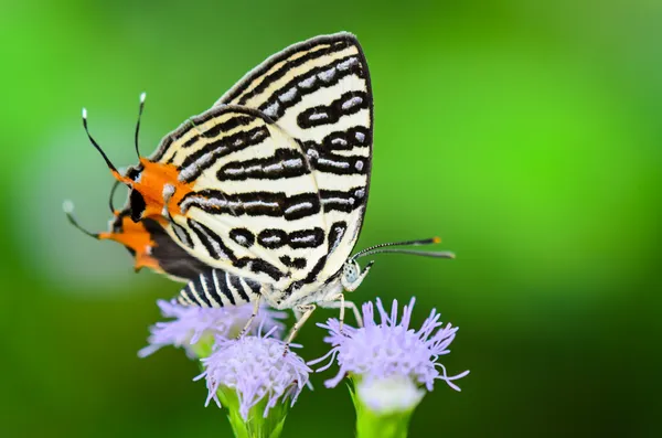 Club Silverline or Spindasis syama terana, white butterfly eatin — Stock Photo, Image