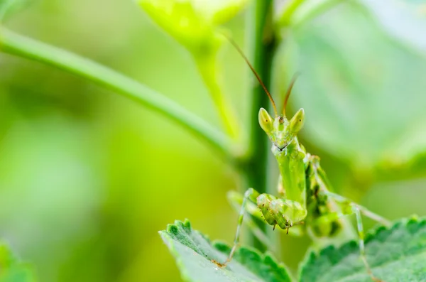 Jeweled Flower Mantis or Indian Flower Mantis — Stock Photo, Image