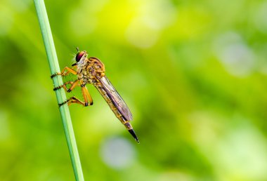 soyguncu fly - aile asilidae