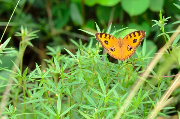 Pavone Farfalla Pansy — Foto Stock