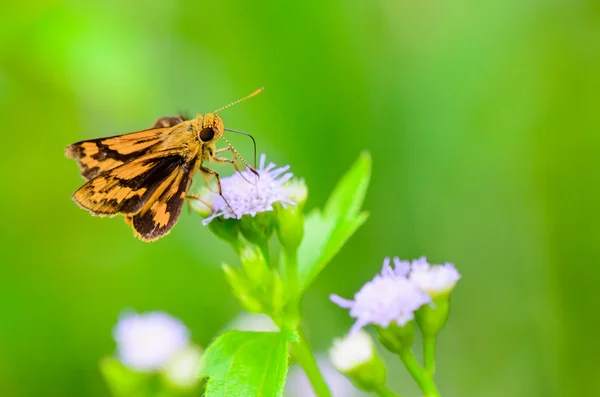 Peck skipper o Polites peckius, Close up piccolo butterfl marrone — Foto Stock