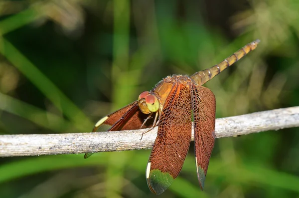 Russet Dragonfly или Neurothemis Fulvia — стоковое фото