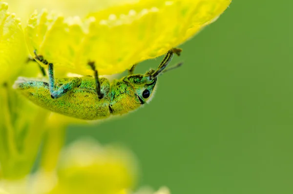 緑のゾウムシまたは hypomeces squamosus — ストック写真