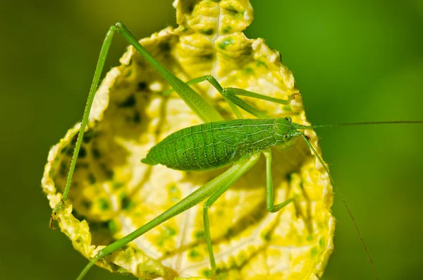 Остроконечный сверчок Буша (Leptophyes punctatissima  ) — стоковое фото