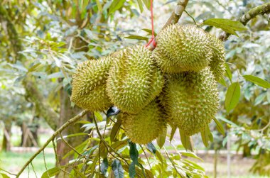 Durian meyve Tayland Kralı ağaç üzerinde