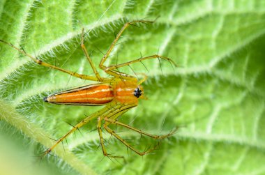 erkek lynx örümcek