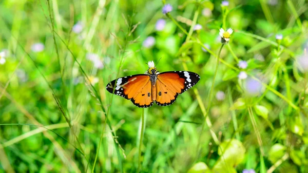 Plain Tiger butterfly ( Danaus chrysippus ) — Stock Photo, Image