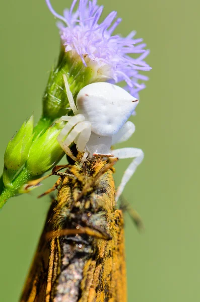 White krab spin op bloem — Stockfoto