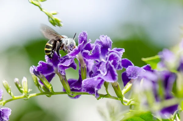 White-Banded Digger Bee (Amegilla quadrifasciata) — Stock Photo, Image
