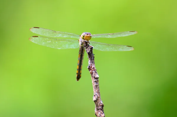 Libélula na natureza — Fotografia de Stock