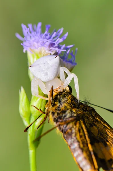 White krab spin op bloem — Stockfoto