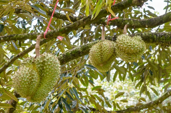 Durian op boom koning van vruchten in thailand — Stockfoto