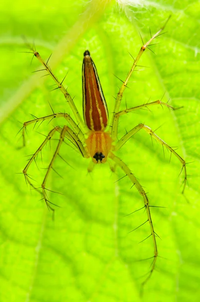 Manliga lynx spindel — Stockfoto