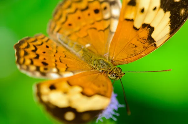 Сельский бабочка (Cupha erymanthis — стоковое фото