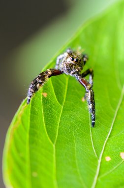 hasarius adansoni (atlama örümcek)