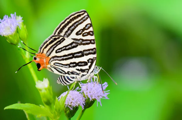 Club Silverline or Spindasis syama terana, white butterfly eatin — Stock Photo, Image