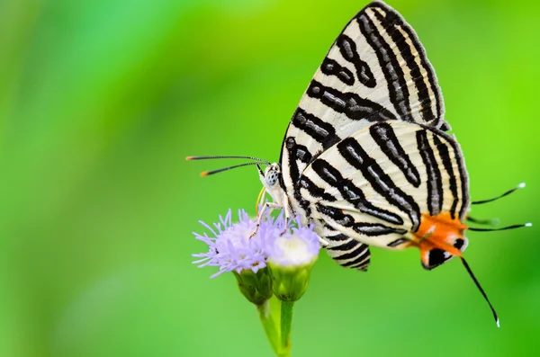 Klub silverline lub spindasis syama terana, biały motyl eatin — Zdjęcie stockowe