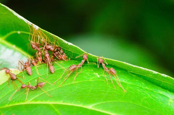 Trabajo en equipo de Weaver Ant — Foto de Stock