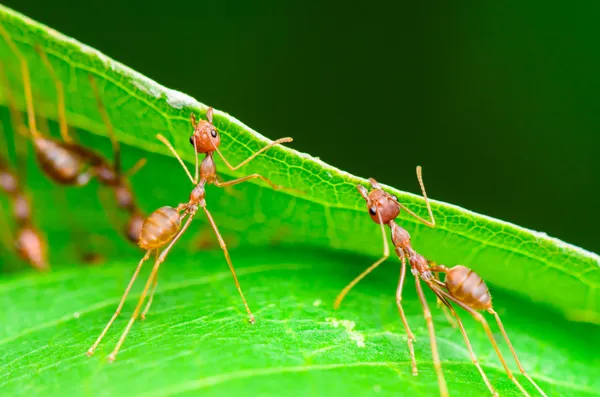 Teamwork of Weaver Ant