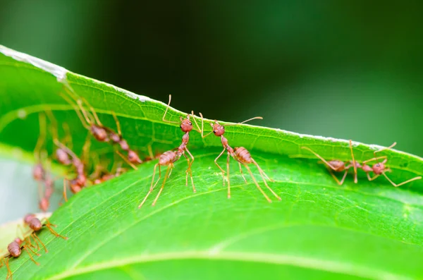 Teamwork of Weaver Ant — Stock Photo, Image