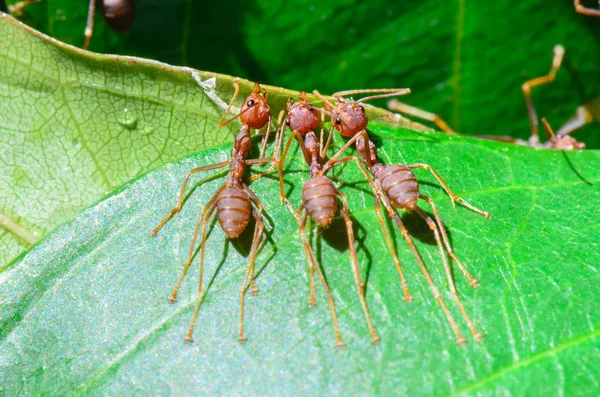 Weaver Karınca'nın Takım Çalışması — Stok fotoğraf