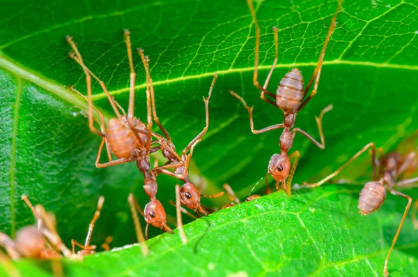 Trabajo en equipo de Weaver Ant —  Fotos de Stock