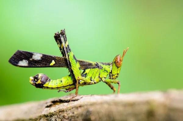 Gafanhoto-macaco (Erianthus serratus  ) — Fotografia de Stock