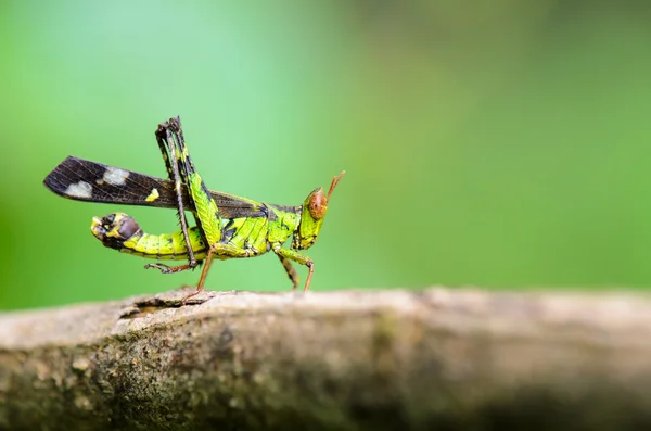 Monkey Grasshopper ( Erianthus serratus ) — Stock Photo, Image