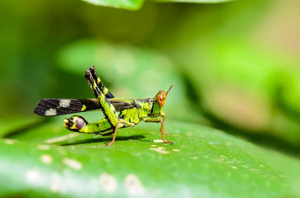 De aap Sprinkhaan (erianthus eik ) — Stockfoto